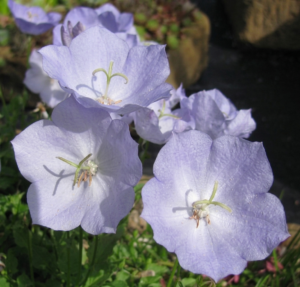 Campanula carpatica 'Kathy' 